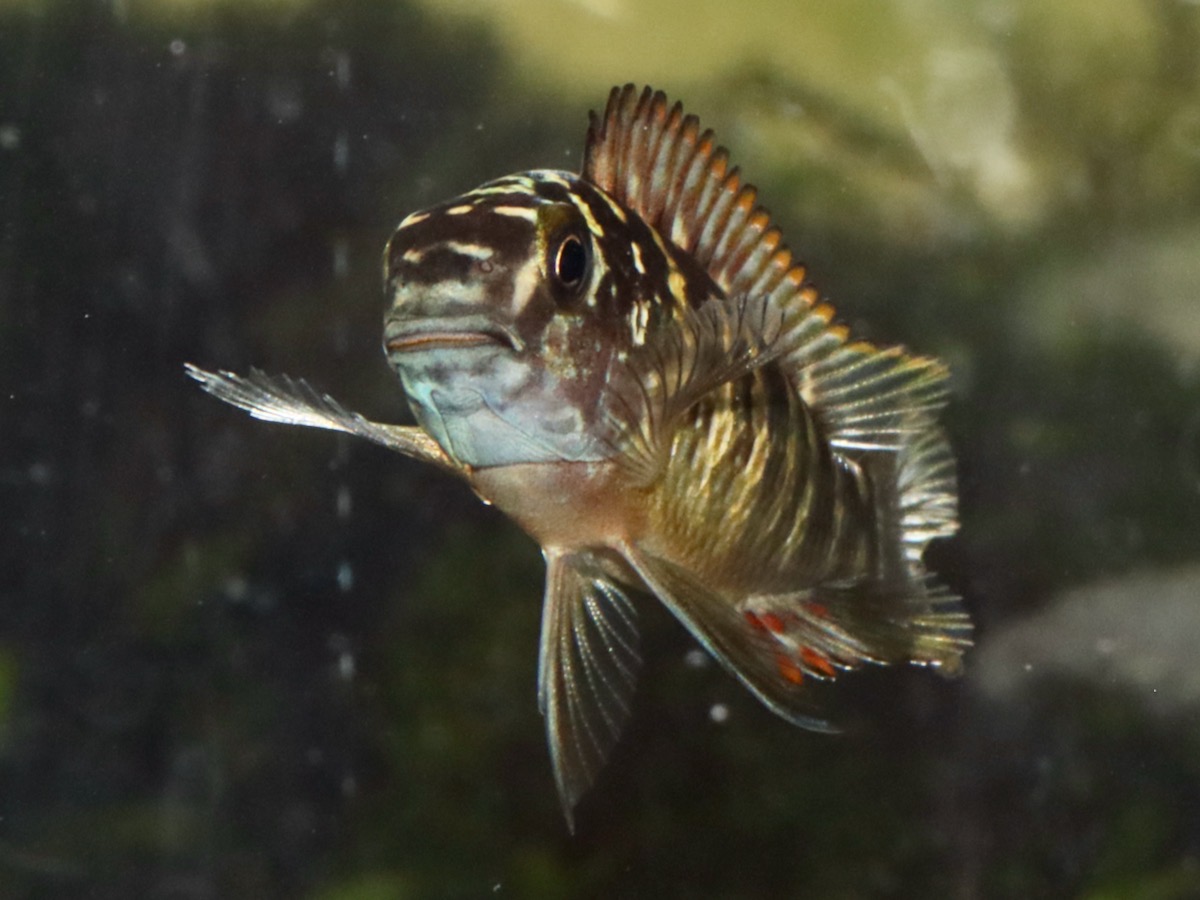 トロフェウ モーリィ レッドレインボー Tropheus moorii Red Rainbow 1160_C1or2.jpg